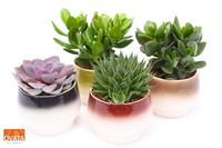 Succulent mix in Amalfi 14 PD - NON CITES