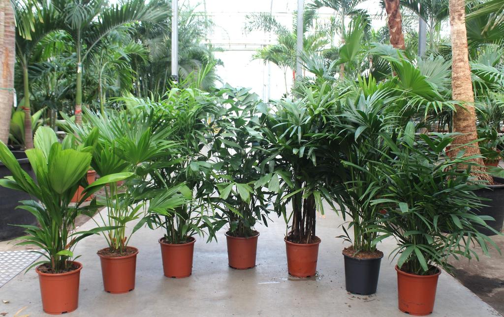 Picture of Palms Trolley in varieties P27 130CM