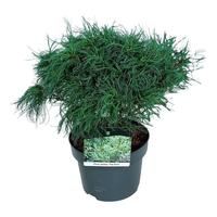 Pinus strobus Tiny Kurls