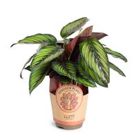 Calathea ´Beauty Star´