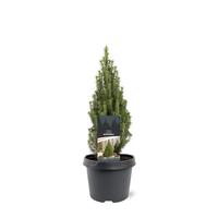 Picea gl. Zuckerhut