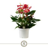 Anthurium Livium Micra Red