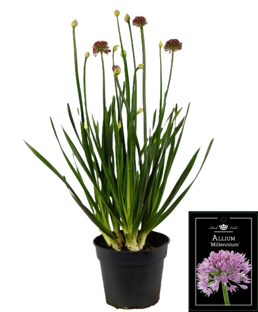 Obrázek Allium Millenium P17 (2 Ltr)