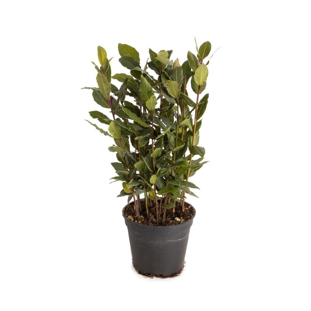 Afbeeldingen van Laurus nobilis Global P12
