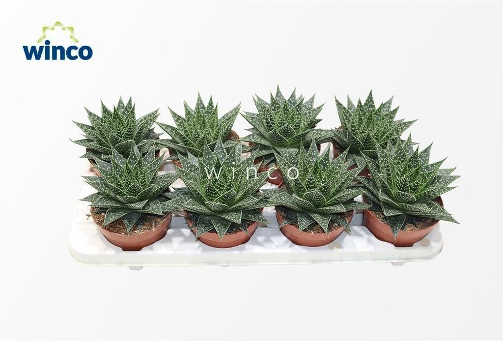 Picture of Aloe Norra P12 18cm