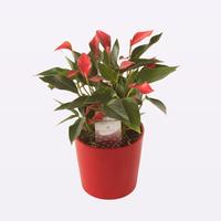 Anthurium Trillions Red in Ceramic