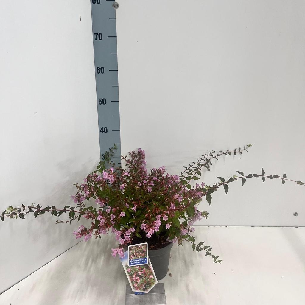 Billede af Abelia Edward Goucher P17 (2 Ltr)
