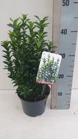 Euonymus jap. Green Spire