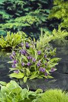 Symphytum officinale