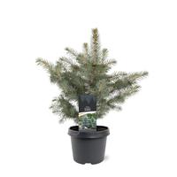 Picea pung. glauca