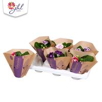 Gloxinia Brocade in Kraft hoes
