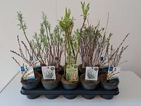 Salix in varieties