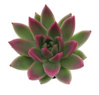 Echeveria Miranda tips bordeaux red
