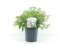 Spiraea jap. Genpei