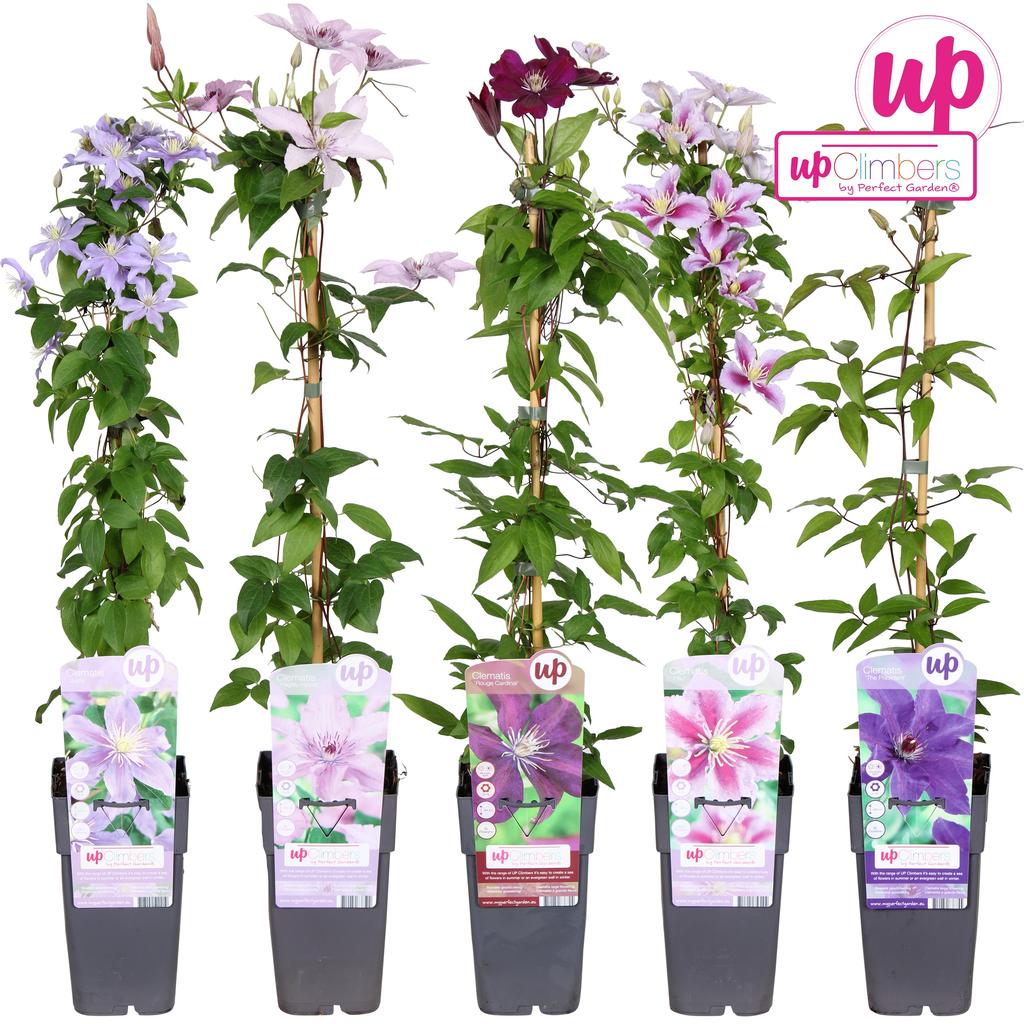 Picture of Clematis hybrid large-flowered in 5 varieties P15