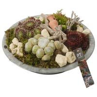 PTS7332 Arrangement Sempervivum in metal bowl
