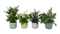 Ferns in varieties in ceramics BGC009 (INDOOR)