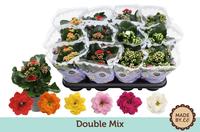 Kalanchoe Double Mix