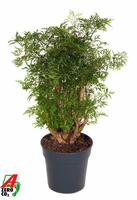 Polyscias Ming branched