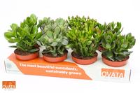 Crassula in varieties WOODS