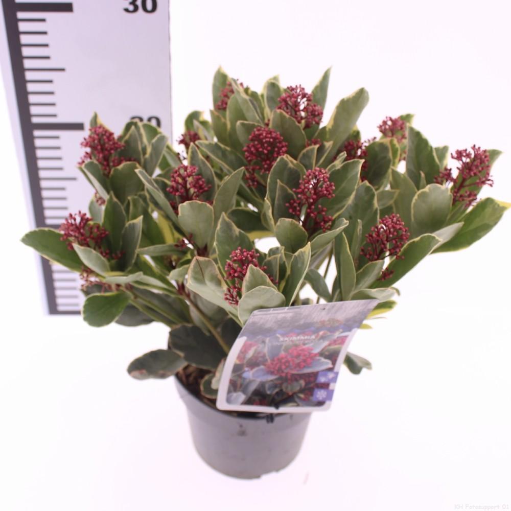 Picture of Skimmia japonica Perosa PBR P13