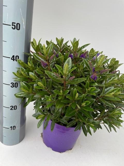Picture of Hebe Kiwi in varieties P23 (5 Ltr) 45cm