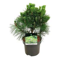 Pinus thunbergii Sayonara