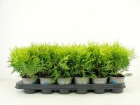 Thuja occ. Danica Aurea