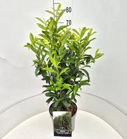Prunus l. Genolia