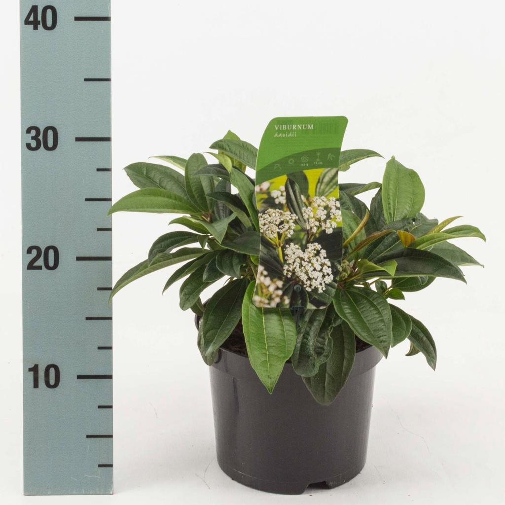 Picture of Viburnum davidii P17 (2 Ltr)