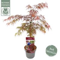 Acer pal. Garnet
