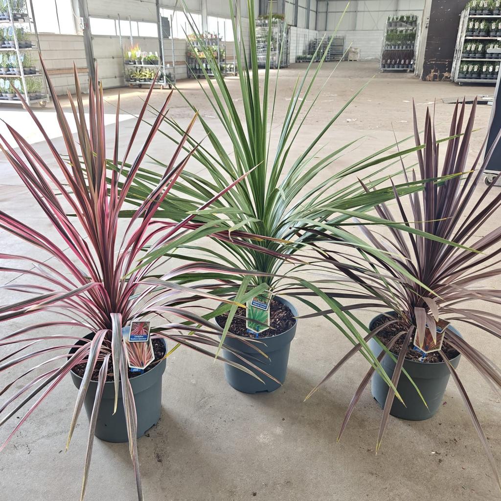 Picture of Cordyline in varieties P32 (15 Ltr)