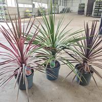 Cordyline in varieties