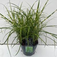 Miscanthus sin. Little Zebra