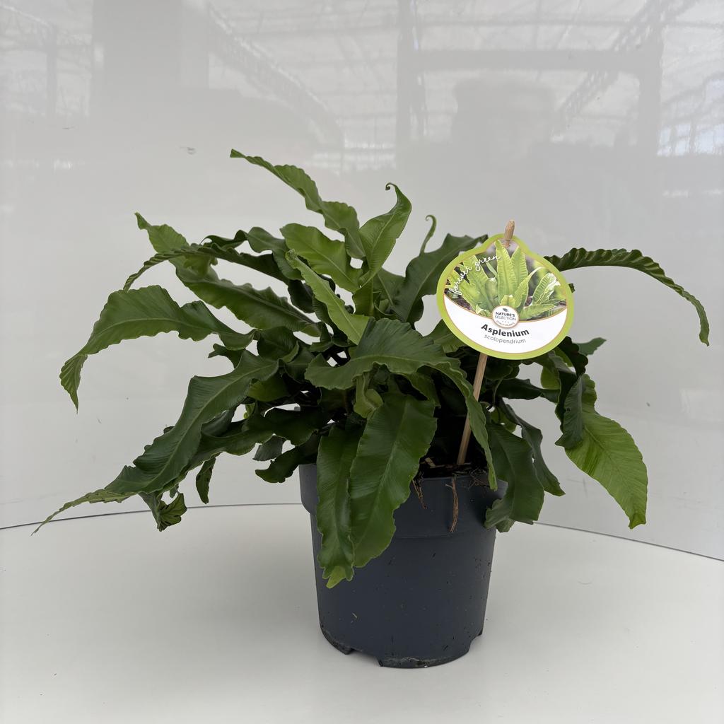 Picture of Asplenium scolopendrium P17 (2 Ltr)