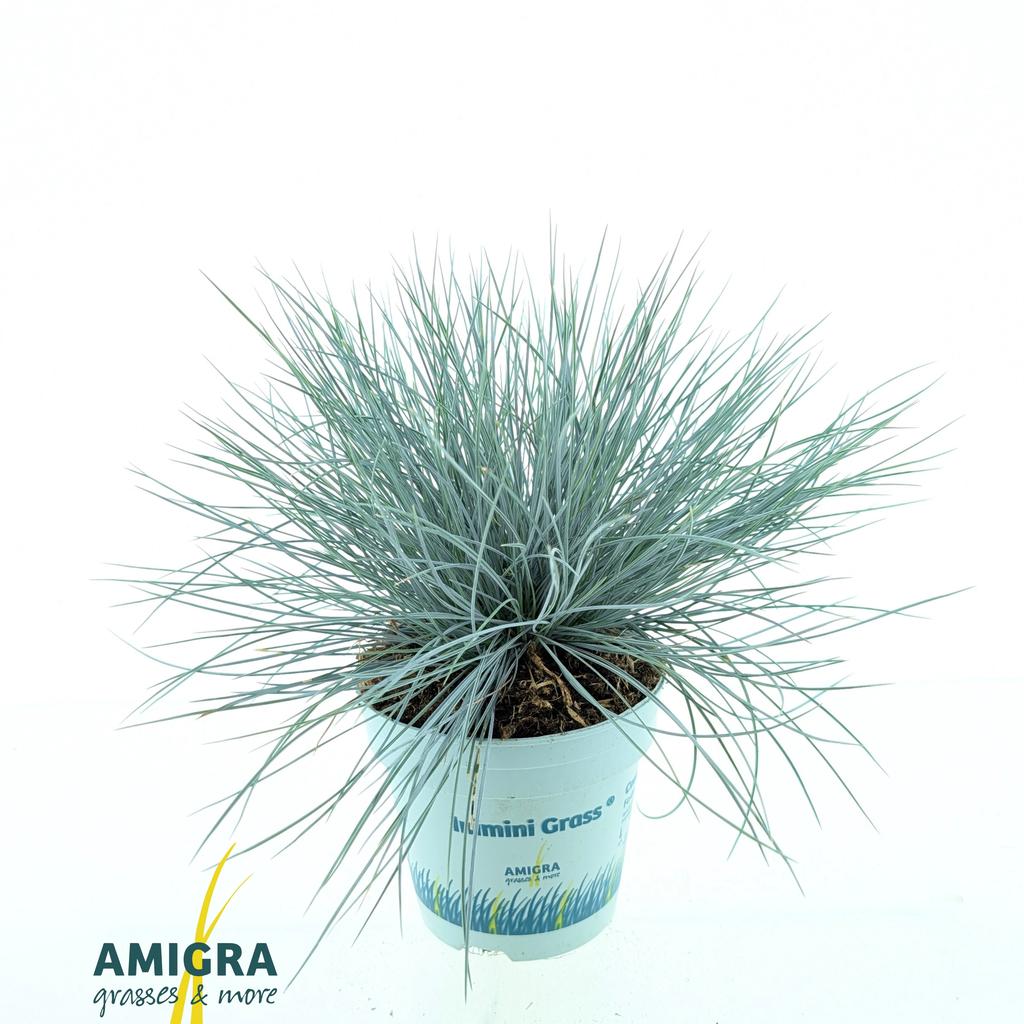Afbeeldingen van Festuca glauca CompactA Blue® P10.5