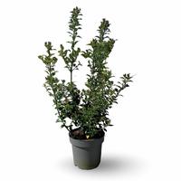 Ilex mes. Blue Maid