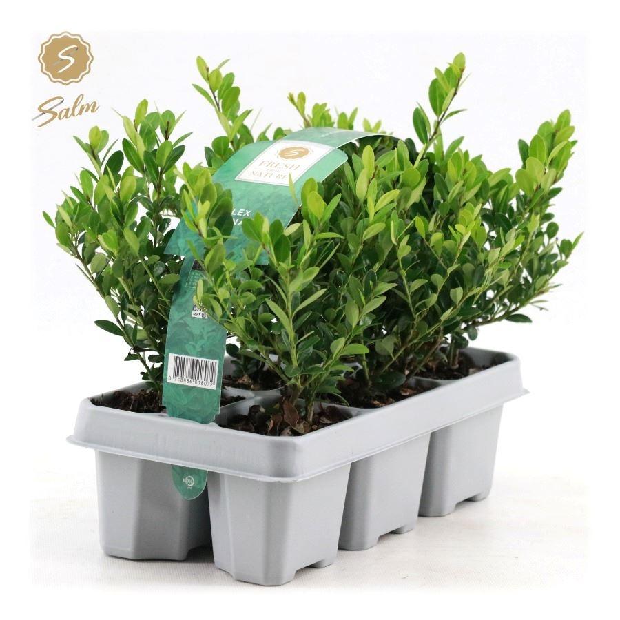 Picture of Ilex cre. Jenny 6-PACKS