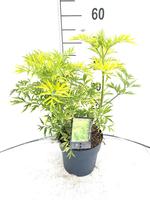Sambucus nigra Golden Tower