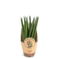 Sansevieria cylindrica Spaghetti