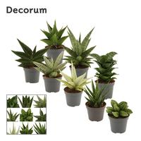 Sansevieria Luxury Mix
