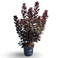 Cotinus cogg. Royal Purple