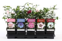 Hibiscus in varieties