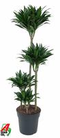 Dracaena compacta 90-60-30-15