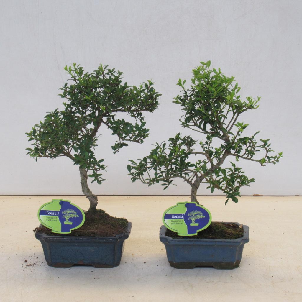 Picture of Ilex crenata, 15 cm shape, small leaf, without driptray P15 25CM