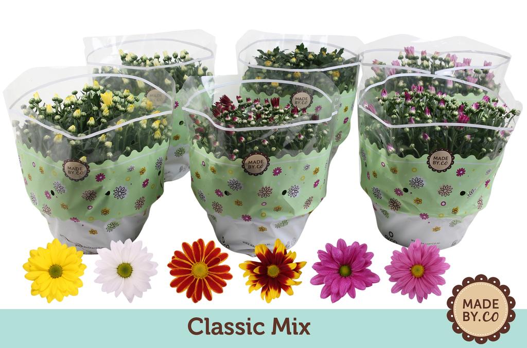 Picture of Chrysant in varieties P23 27cm