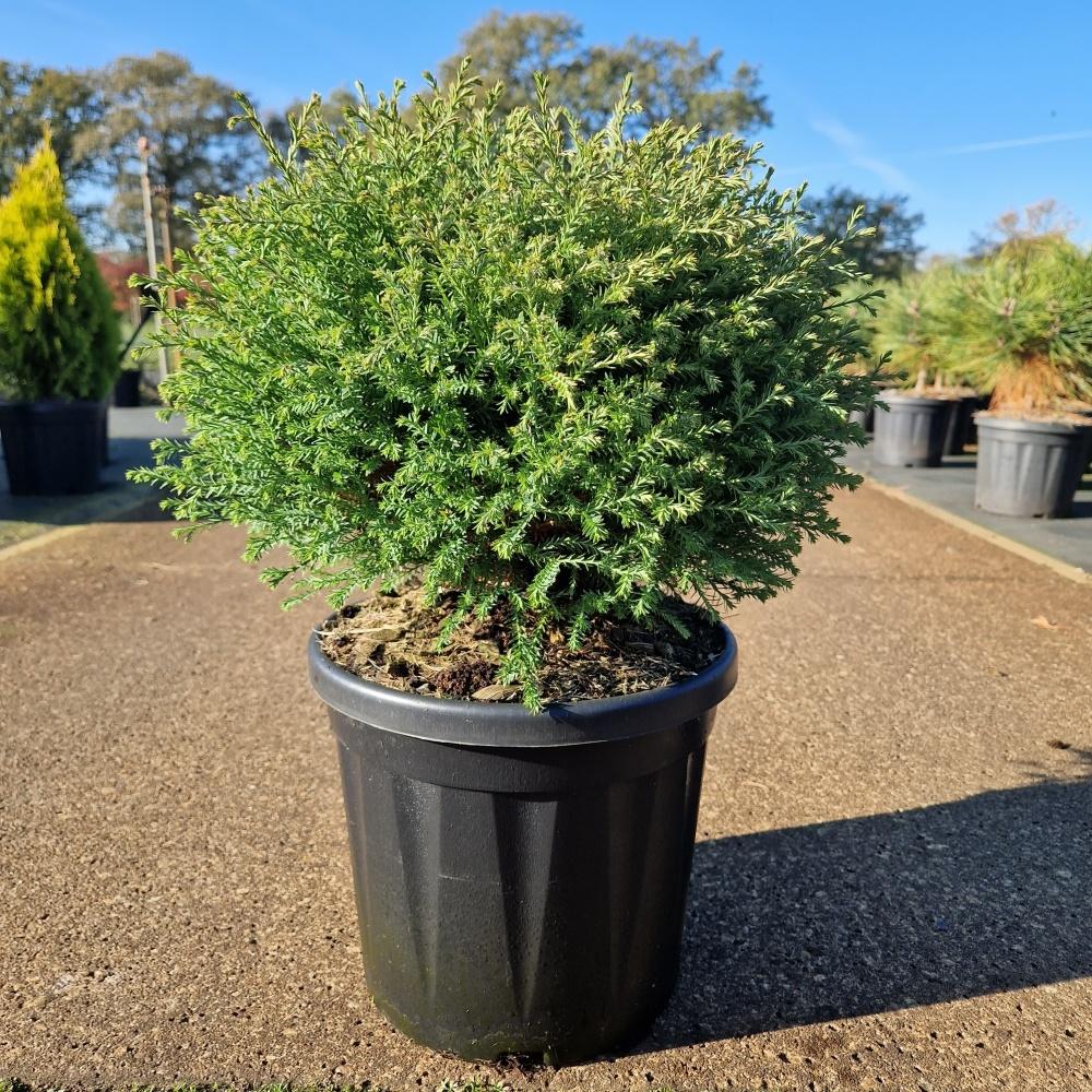 Picture of Thuja occ. Mr Bowling Ball C8 30/40