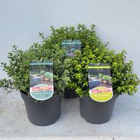 Pittosporum ten. in varieties