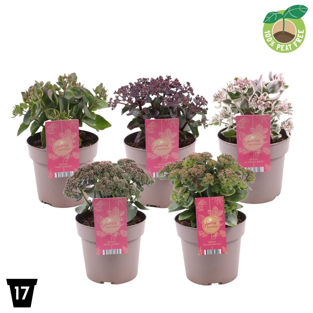 Picture of Sedum telephium in varieties P17 (2 Ltr)