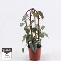 Philodendron brandatuim Arcade
